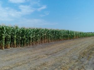 IMG_20160811_104535